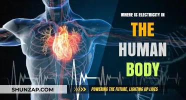 The Human Body's Electrical System: Where Is It?