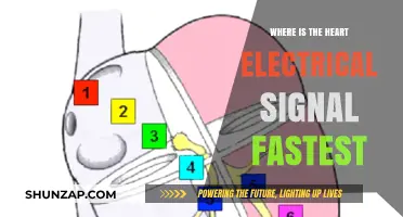 Heart's Electrical Signal: Fastest Where?