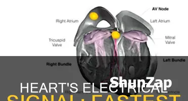where is the heart electrical signal fastest