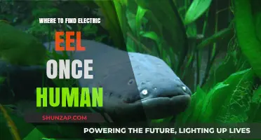 The Hunt for Electric Eels: A Human Quest