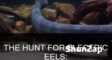 where to find electric eel once human