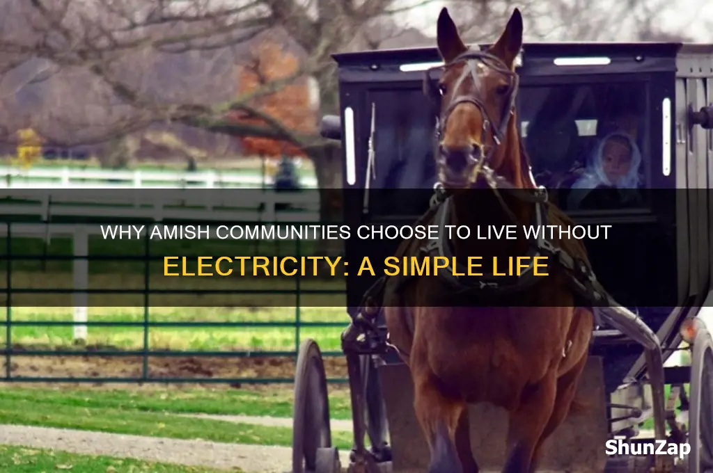 which amish don