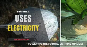 Electric Animals: Shocking Creatures That Harness Electricity in Nature