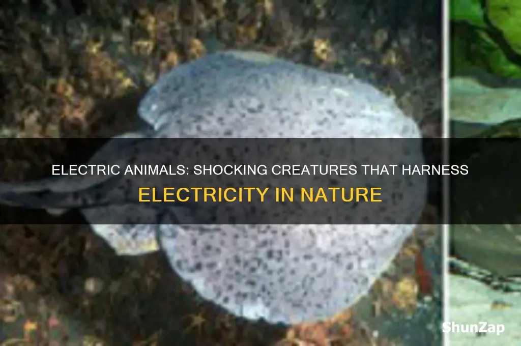 which animal uses electricity
