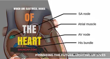 Electrical Nodes of the Heart: Understanding Their Function