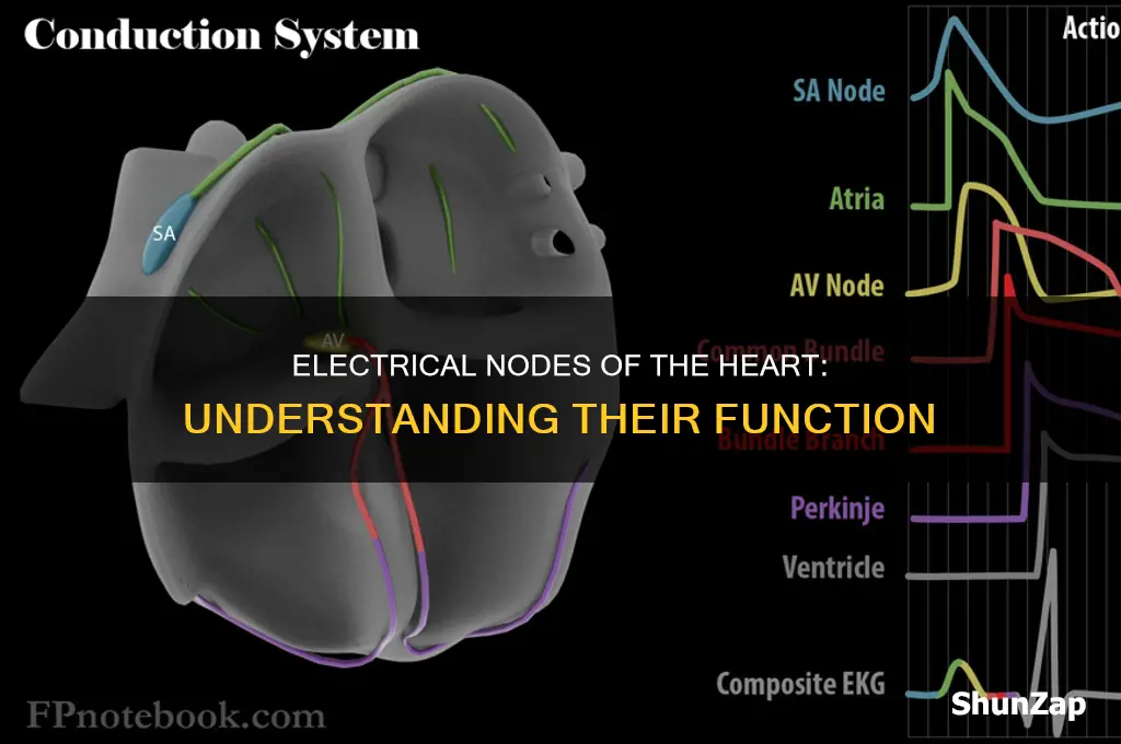 which are electrical nodes of the heart