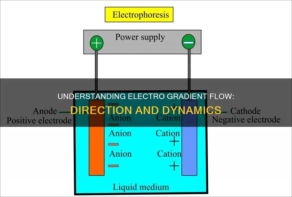 which direction does the electro gradietnt flow