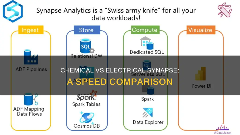 which is faster chemical or electrical synapse