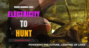 Electric Hunters: Mammals That Use Electricity to Catch Prey