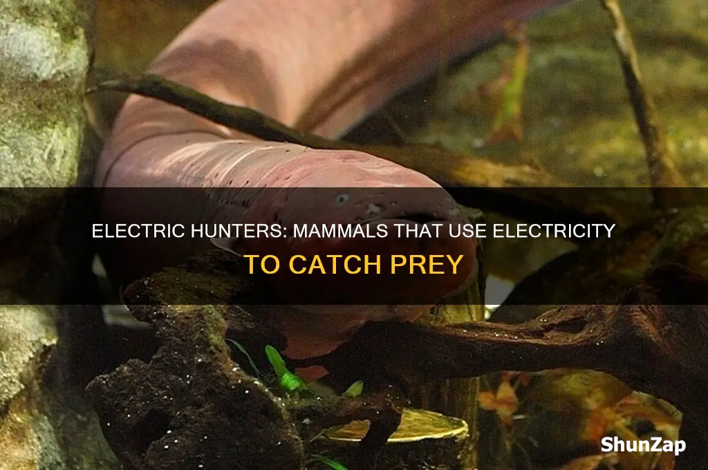 which mammal uses electricity to hunt