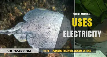 Electric Mammals: Discover the Shocking Truth About Nature's Power Users
