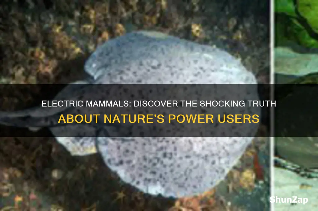 which mammal uses electricity
