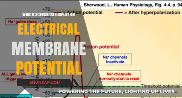 Understanding Electrical Membrane Potential Scenarios
