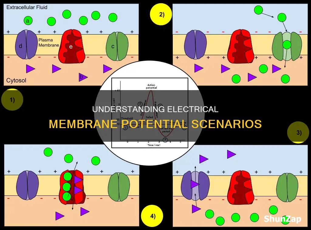 which scenarios display an electrical membrane potential