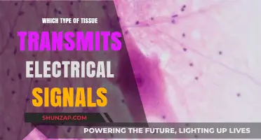 How Electrical Signals Are Transmitted Through Body Tissue
