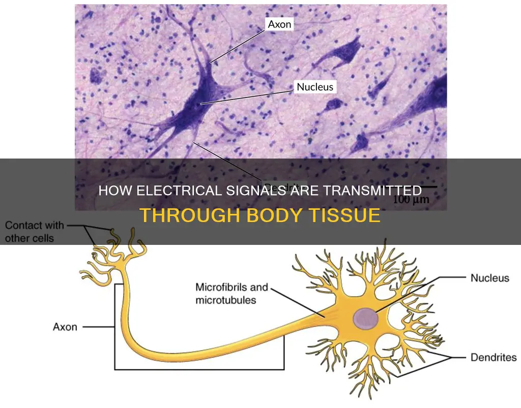 which type of tissue transmits electrical signals