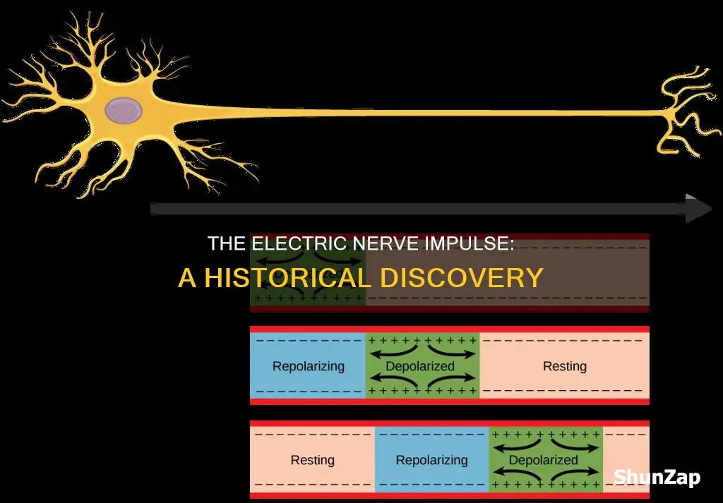who discovered electrical nature of nerve impulses