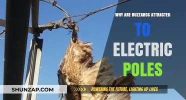 Buzzards Perch on Power Poles: Why?