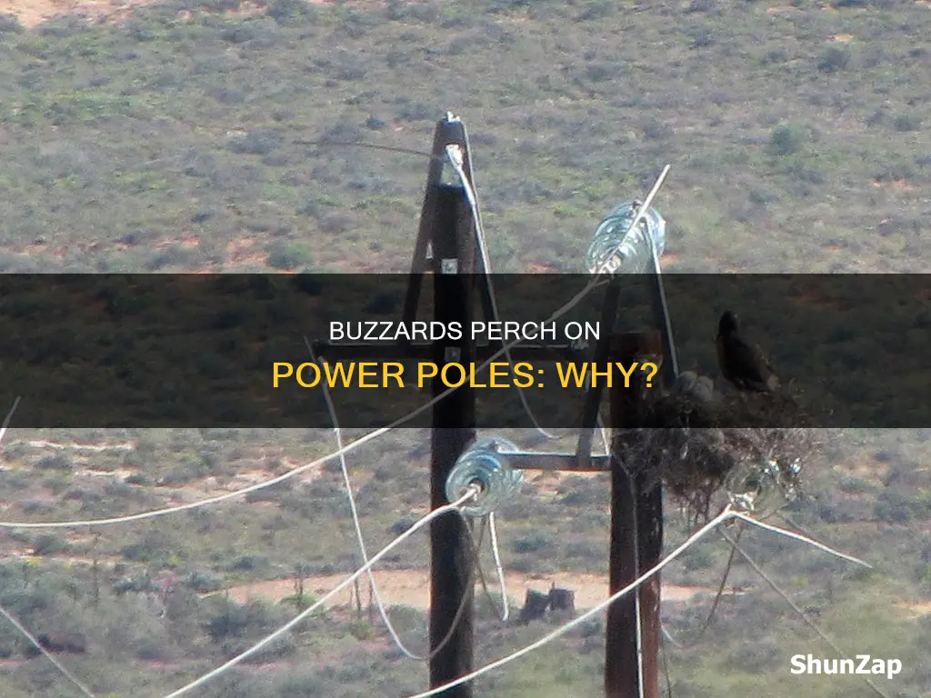 why are buzzards attracted to electric poles