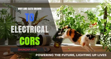 Cats and Electrical Cords: What's the Attraction?