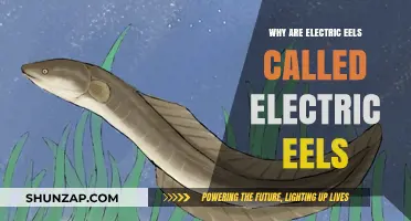 Electric Eels: Why the Name?