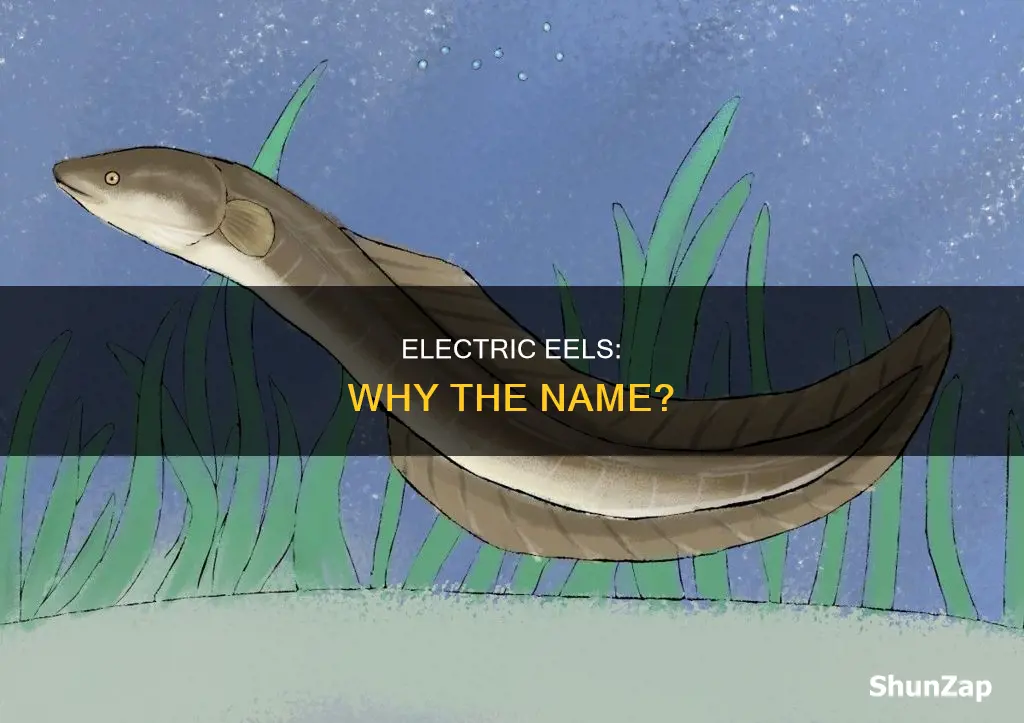 why are electric eels called electric eels
