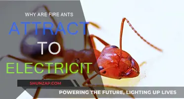 Fire Ants and Electricity: An Unlikely Attraction