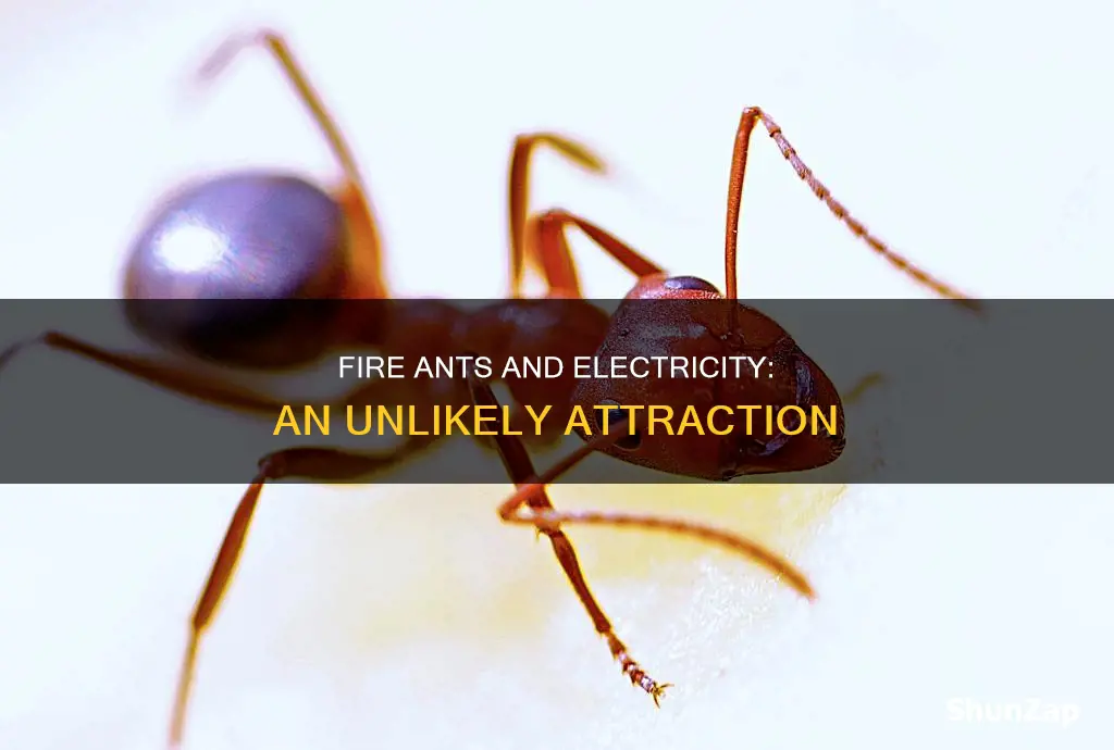 why are fire ants attracted to electricity