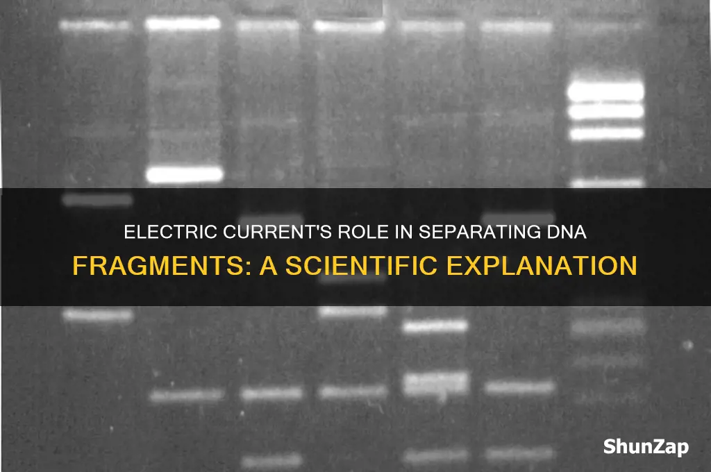 why can dna fragments be separated using an electric current