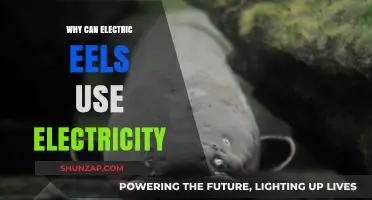 How Electric Eels Harness Electricity for Survival and Predation