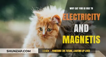 Cat Fur's Surprising Role in Electricity and Magnetism Explained