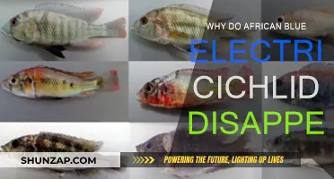 Where Do African Electric Blue Cichlid Go?