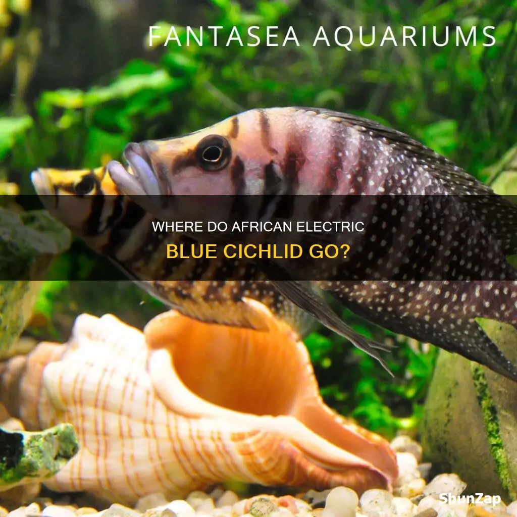 why do african blue electric cichlid disappear