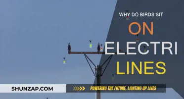 How Birds Perch on Electric Wires Safely