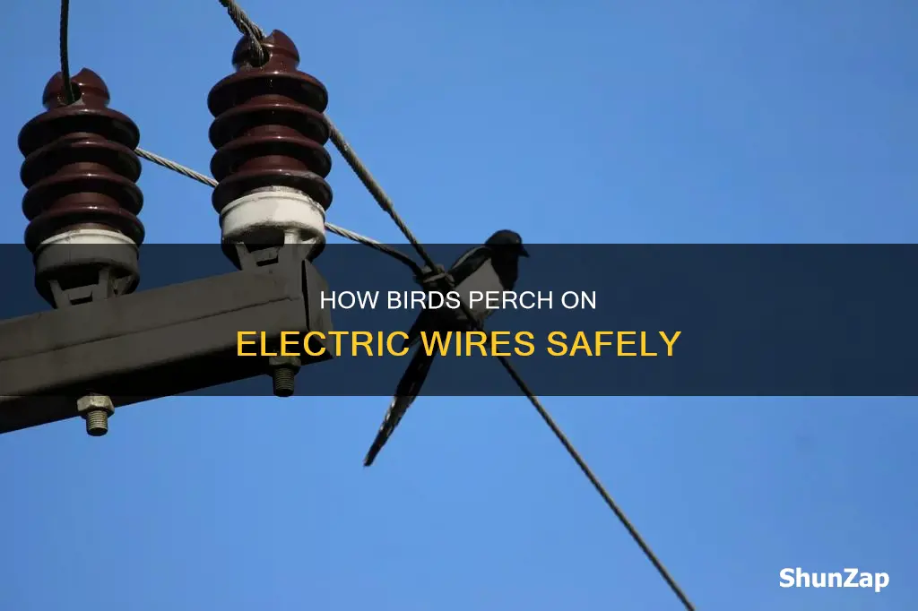 why do birds sit on electric lines