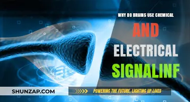 How Brains Communicate: The Role of Chemical and Electrical Signaling