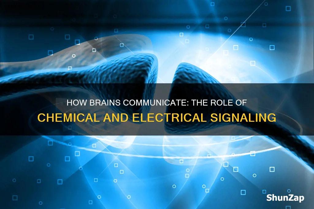 why do brains use chemical and electrical signalinf