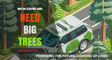 Big Trees, Big Impact: How Forests Power Electric Car Sustainability