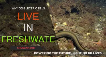 Electric Eels: Freshwater Habitat Explained