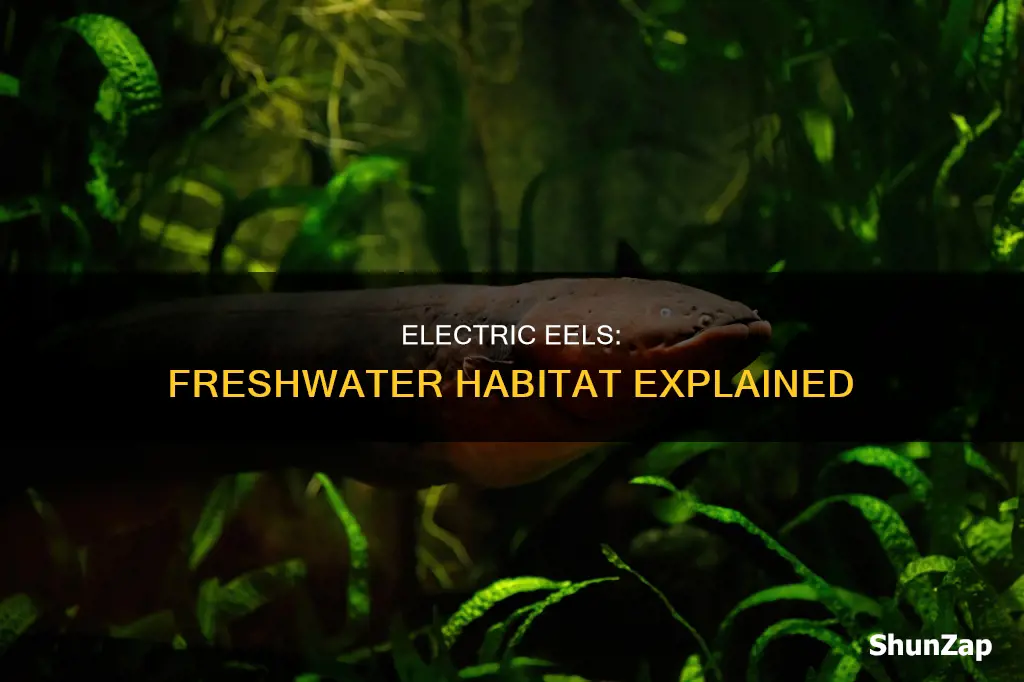 why do electric eels live in freshwater