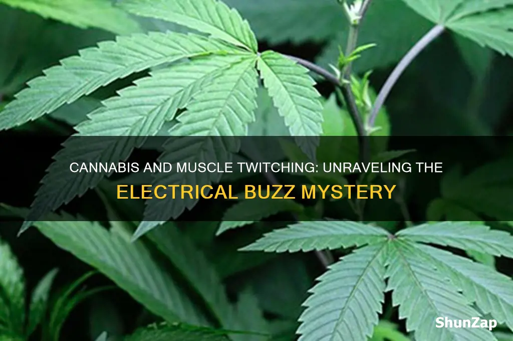 why do i have electrical twitching when i use pot
