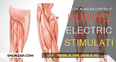 Electrical Stimulation: Muscle Contraction Explained