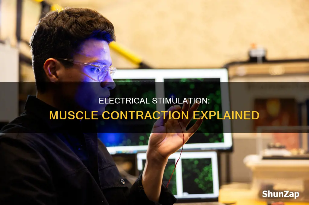 why do muscles contract during electrical stimulation