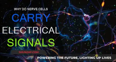 How Nerve Cells Electrically Communicate