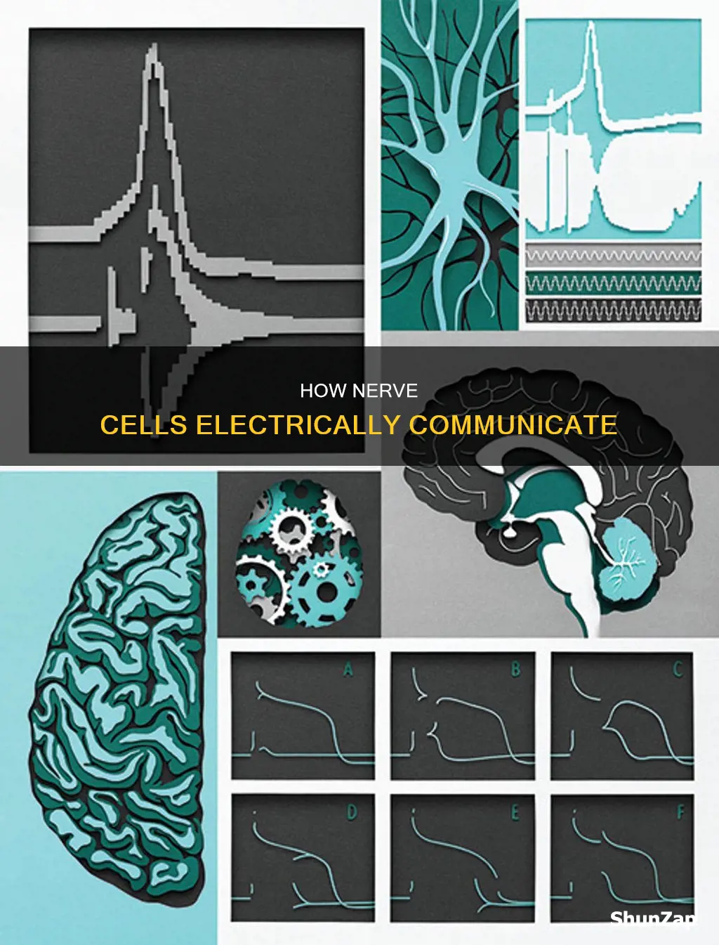 why do nerve cells carry electrical signals