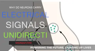 How Neurons Unidirectionally Transmit Electrical Signals