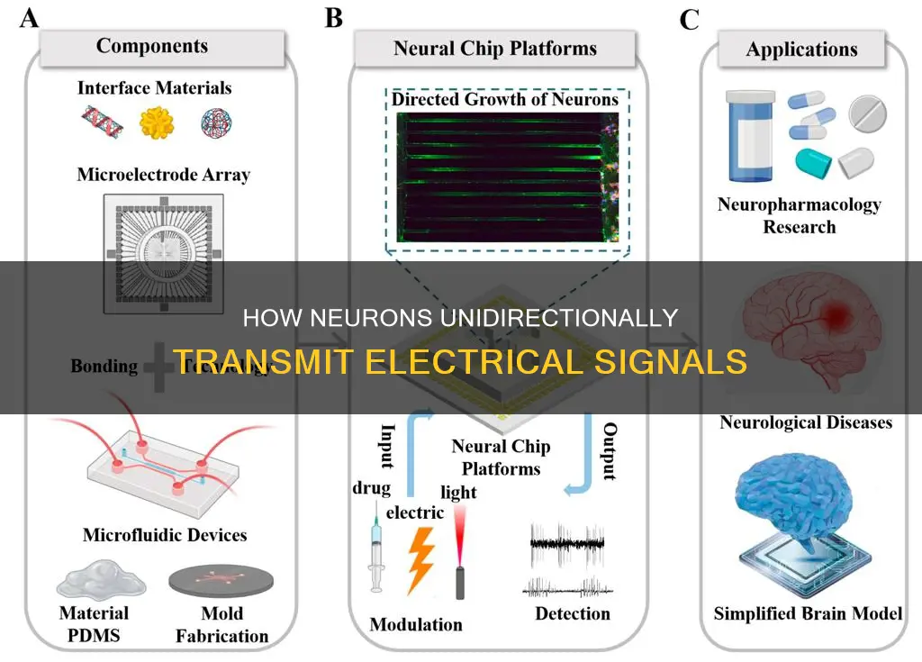 why do neurons carry electrical signals unidirectionally