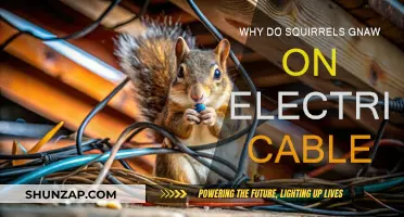 Electric Cable Destruction: Squirrel Gnawing Mystery Explained