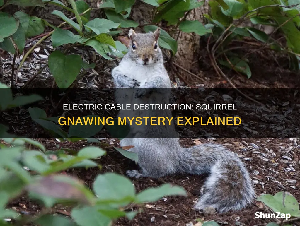 why do squirrels gnaw on electric cable