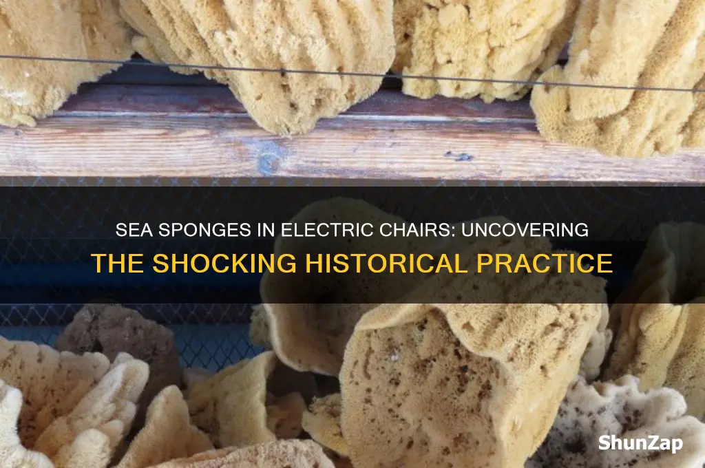 why do they use sea sponges in electric chairs